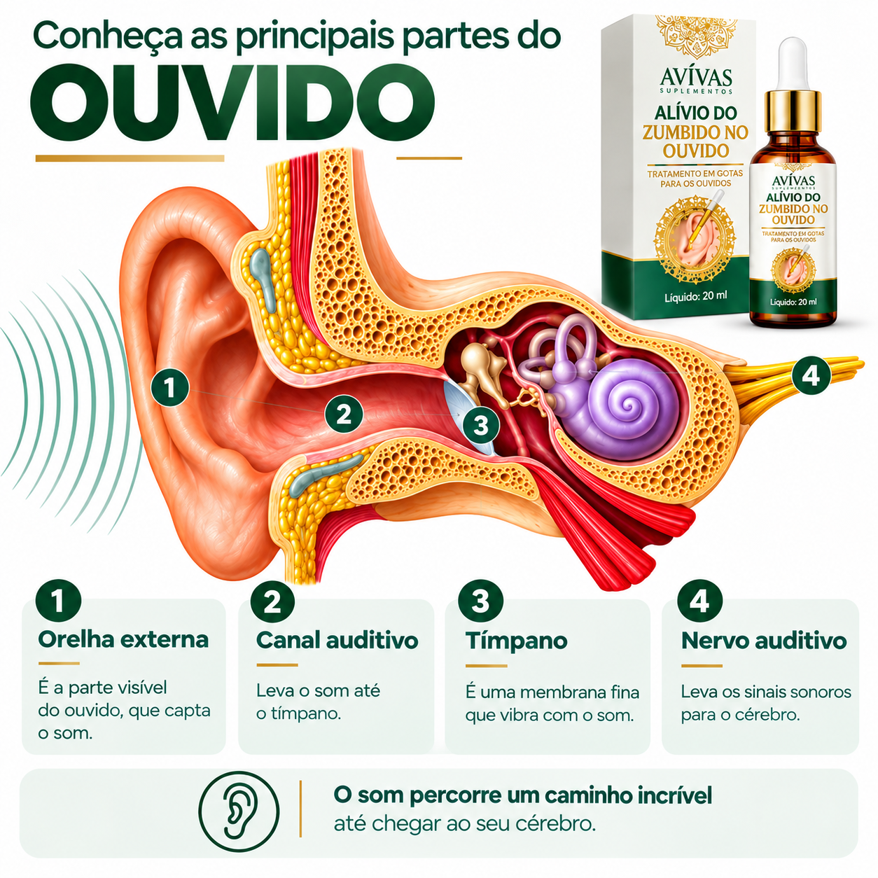 Infográfico com as principais partes do ouvido